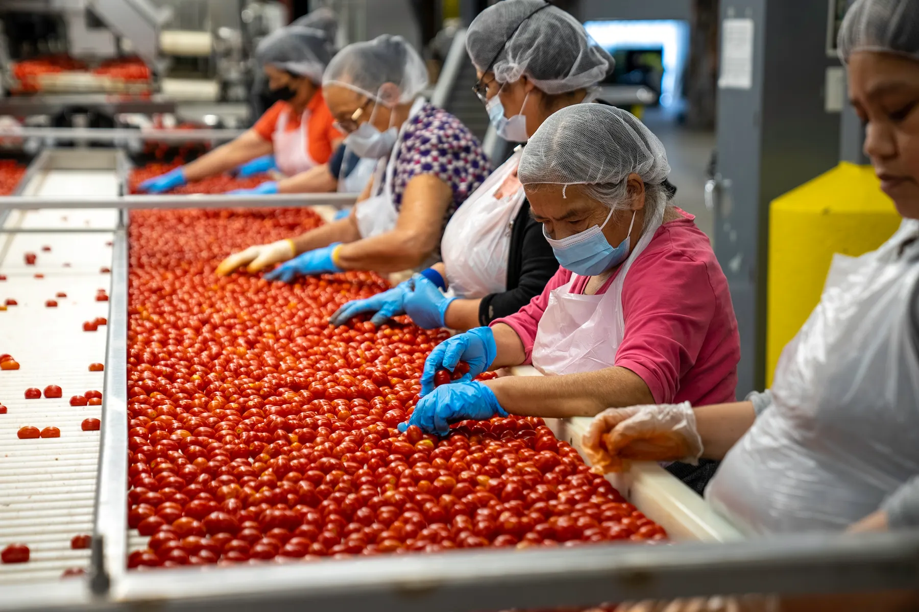 Food production specialist carrying out quality-control checks in a manufacturing facility